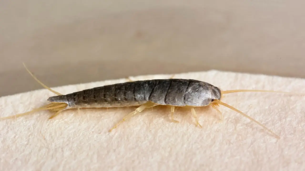 Come eliminare i pesciolini d’argento dagli angoli di casa Come eliminare i pesciolini d’argento dagli angoli di casa