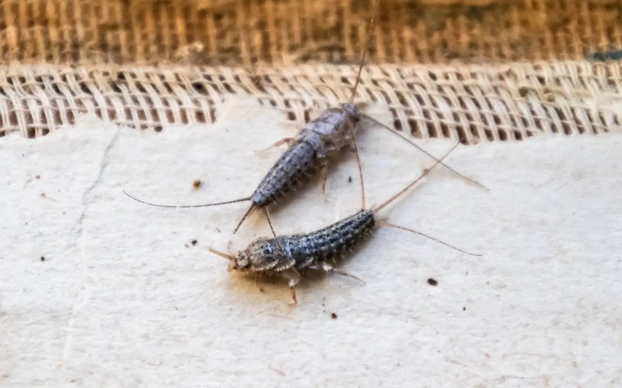 Come eliminare i pesciolini d’argento dagli angoli di casa Come eliminare i pesciolini d’argento dagli angoli di casa