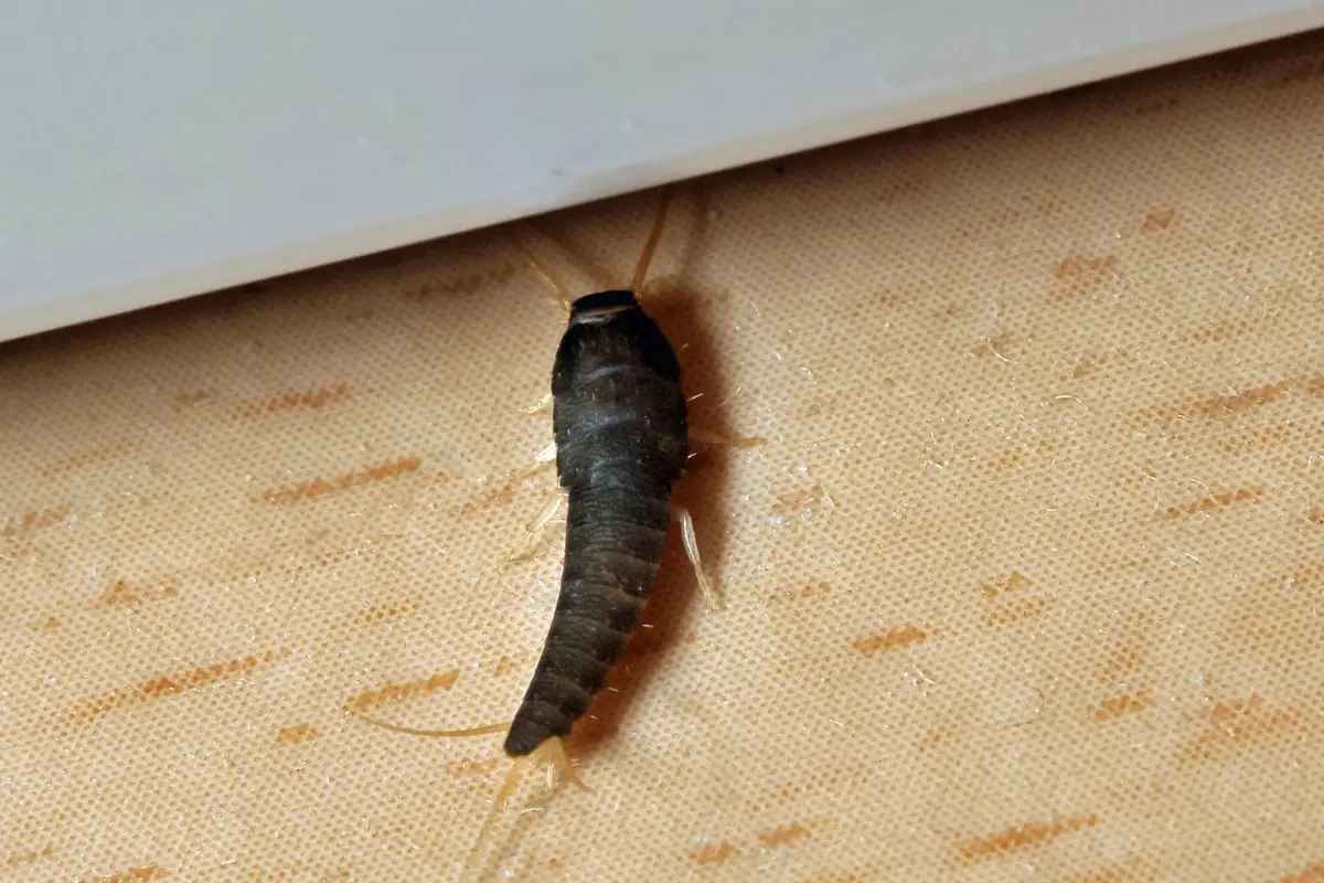 Come eliminare i pesciolini d’argento dagli angoli di casa Come eliminare i pesciolini d’argento dagli angoli di casa