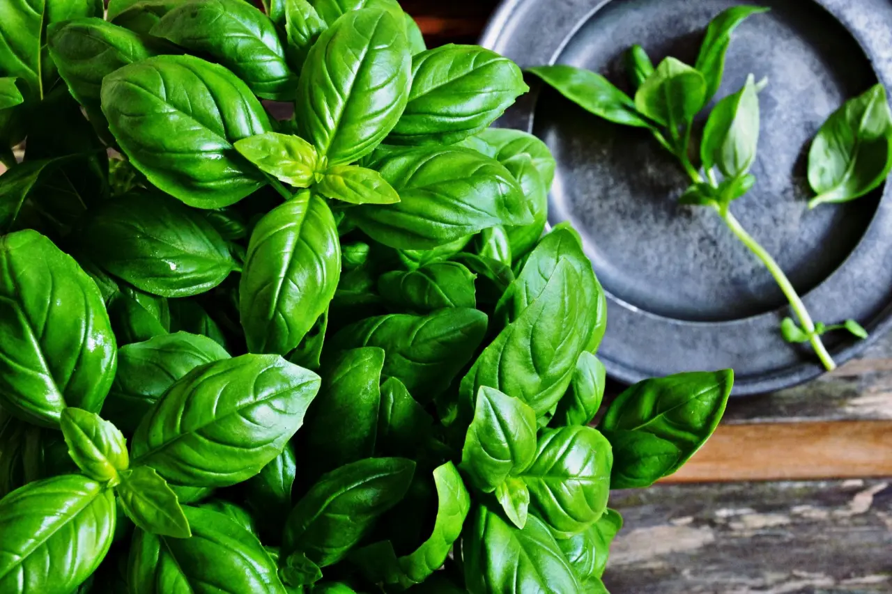 Basilico rigoglioso tutto l’anno: ecco le regole d’oro dei giardinieri Basilico rigoglioso tutto l’anno: ecco le regole d’oro dei giardinieri