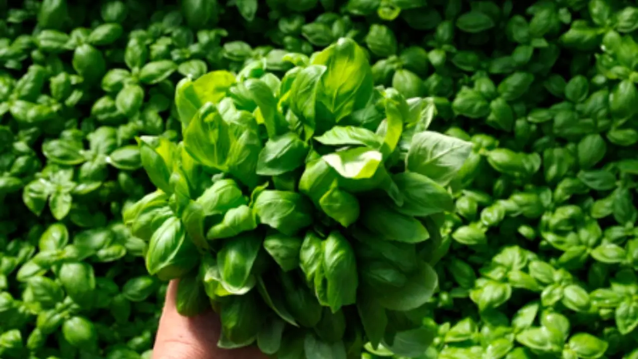 Basilico rigoglioso tutto l’anno: ecco le regole d’oro dei giardinieri Basilico rigoglioso tutto l’anno: ecco le regole d’oro dei giardinieri