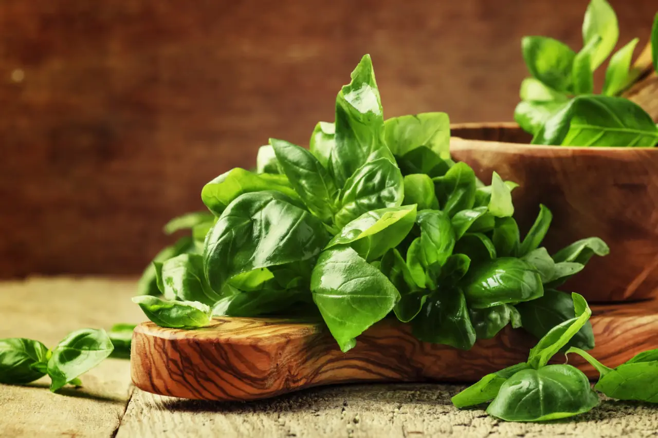 Basilico rigoglioso tutto l’anno: ecco le regole d’oro dei giardinieri Basilico rigoglioso tutto l’anno: ecco le regole d’oro dei giardinieri