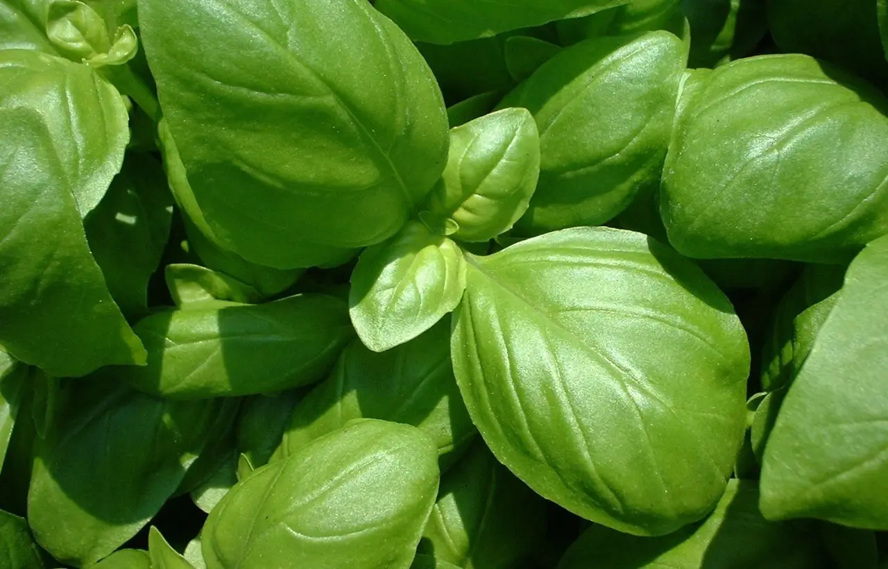 Basilico rigoglioso tutto l’anno: ecco le regole d’oro dei giardinieri Basilico rigoglioso tutto l’anno: ecco le regole d’oro dei giardinieri