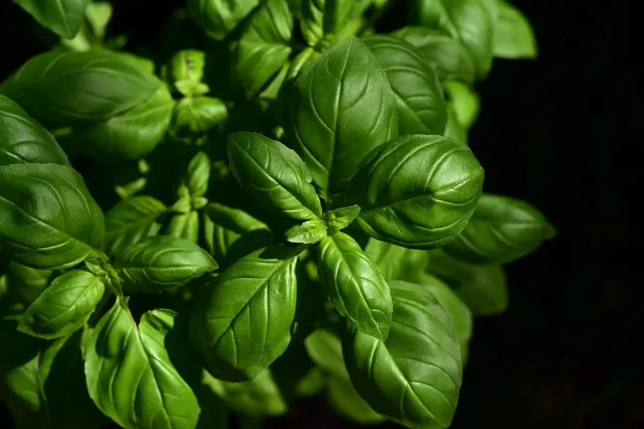 Basilico rigoglioso tutto l’anno: ecco le regole d’oro dei giardinieri Basilico rigoglioso tutto l’anno: ecco le regole d’oro dei giardinieri
