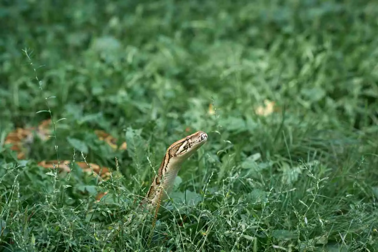 Come tenere lontani i serpenti dal giardino in modo facile e naturale Come tenere lontani i serpenti dal giardino in modo facile e naturale