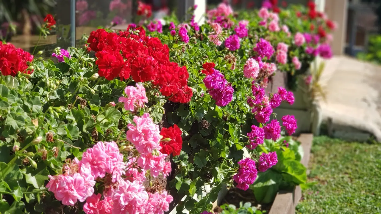 Il segreto per avere gerani in fiore per tutta l’estate: ecco la guida Il segreto per avere gerani in fiore per tutta l’estate: ecco la guida