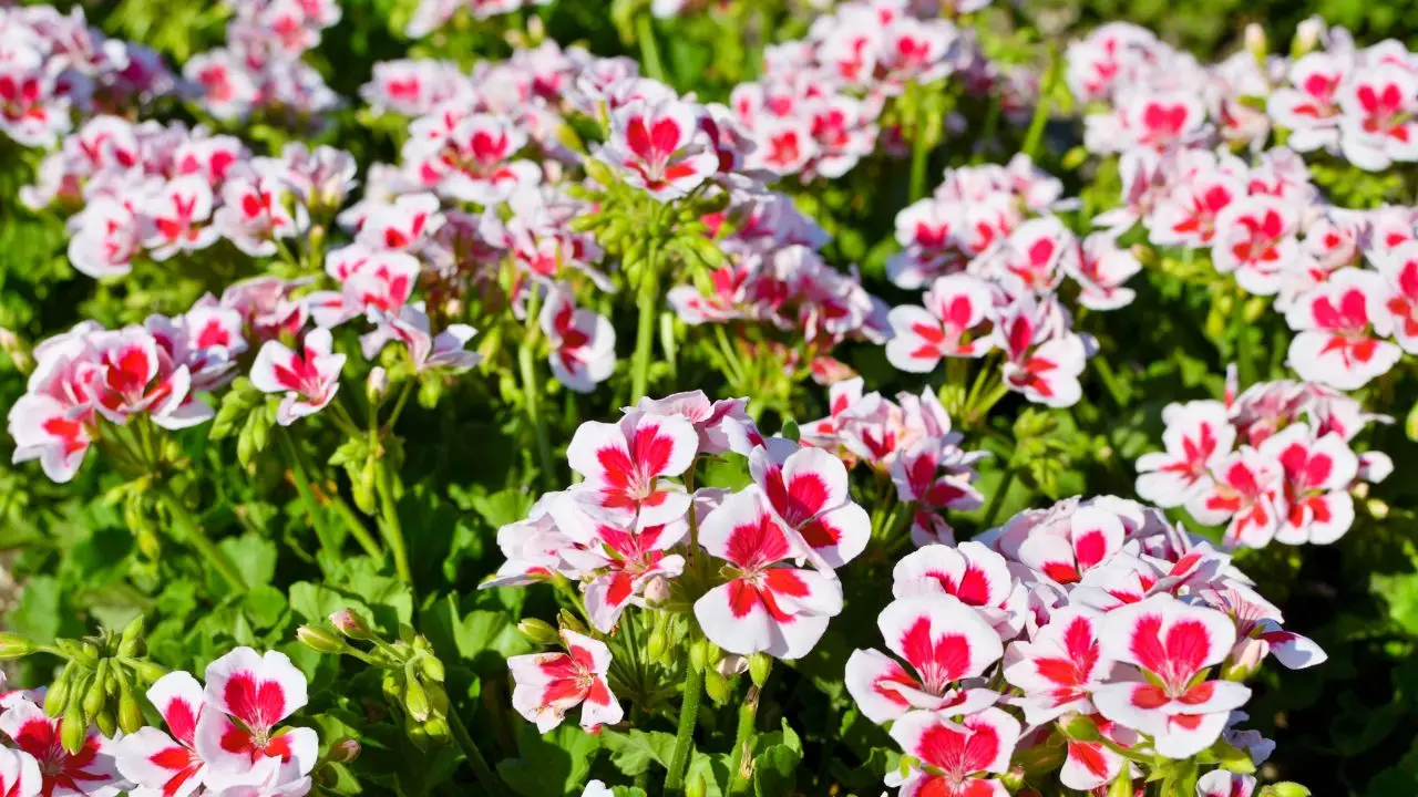 Il segreto per avere gerani in fiore per tutta l’estate: ecco la guida Il segreto per avere gerani in fiore per tutta l’estate: ecco la guida