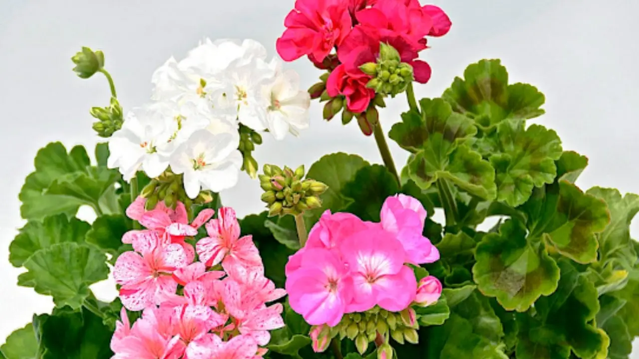 Il segreto per avere gerani in fiore per tutta l’estate: ecco la guida Il segreto per avere gerani in fiore per tutta l’estate: ecco la guida