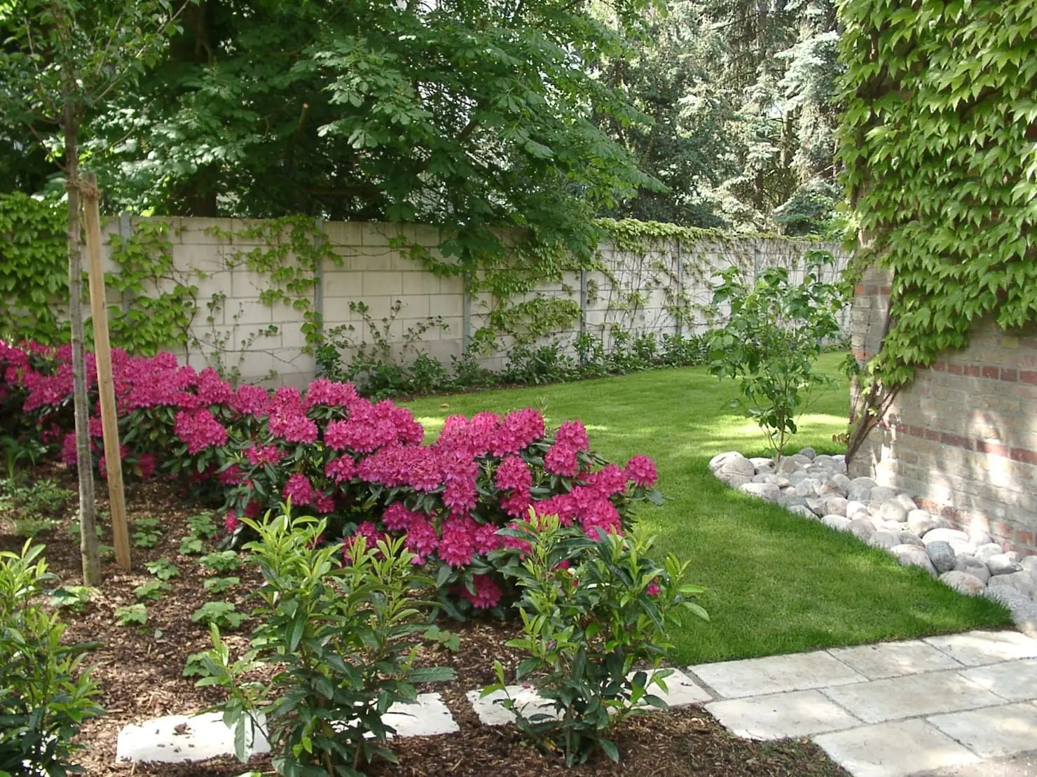 Le piante perenni che richiedono poca manutenzione e fioriscono sempre Le piante perenni che richiedono poca manutenzione e fioriscono sempre