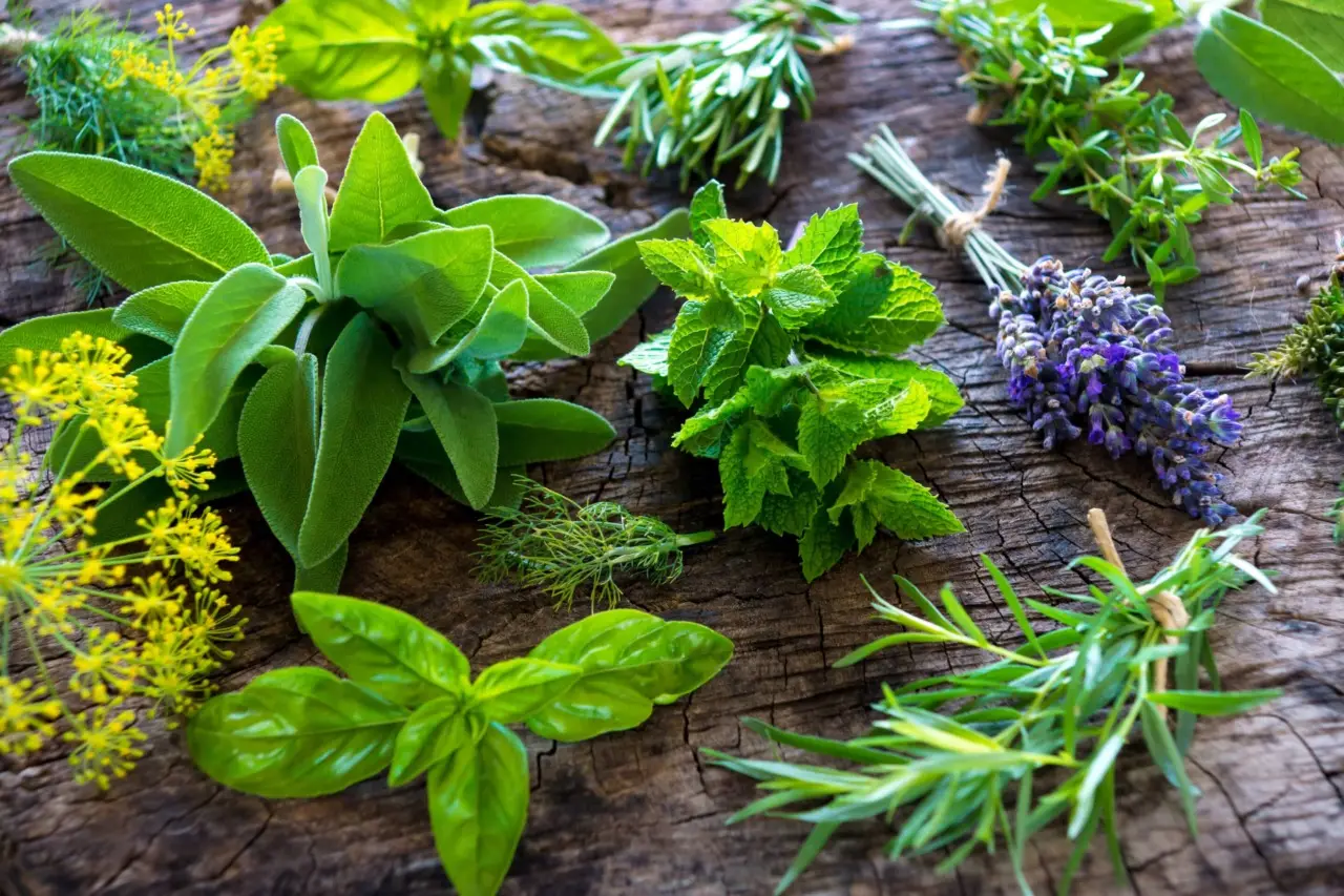 Rosmarino e aromatiche: ecco come coltivarli insieme senza errori Rosmarino e aromatiche: ecco come coltivarli insieme senza errori