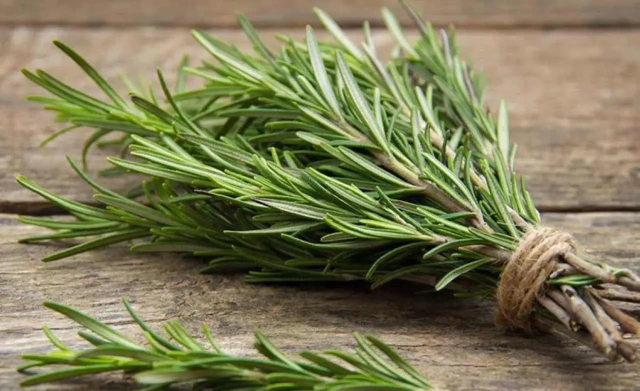 Rosmarino e aromatiche: ecco come coltivarli insieme senza errori Rosmarino e aromatiche: ecco come coltivarli insieme senza errori