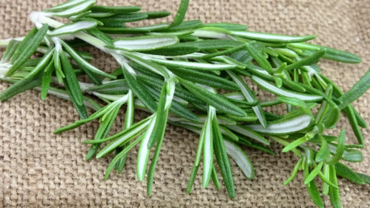 Rosmarino e aromatiche: ecco come coltivarli insieme senza errori Rosmarino e aromatiche: ecco come coltivarli insieme senza errori