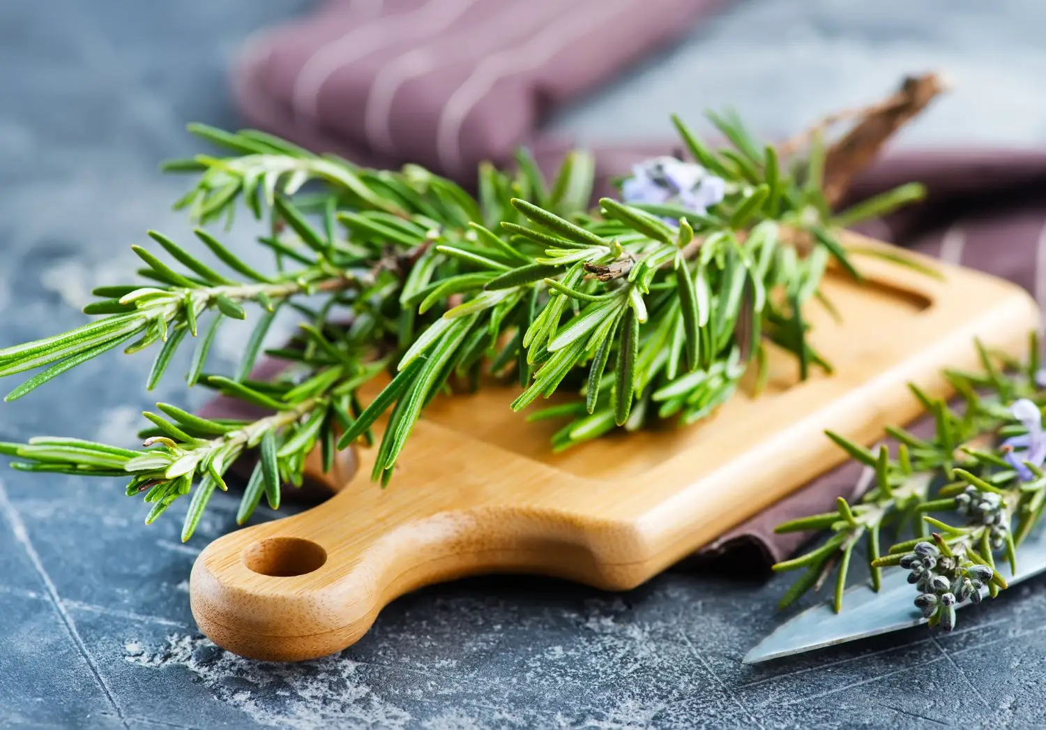 Rosmarino e aromatiche: ecco come coltivarli insieme senza errori Rosmarino e aromatiche: ecco come coltivarli insieme senza errori