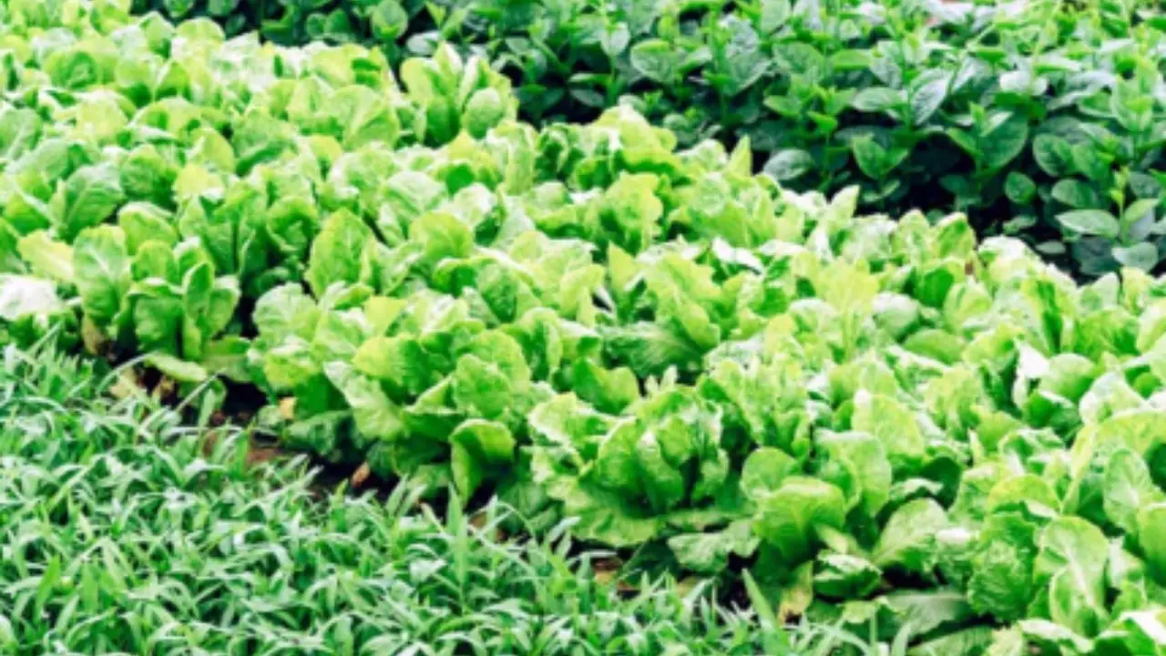 Il trucco del bicarbonato: per avere un orto sano e senza parassiti Il trucco del bicarbonato: per avere un orto sano e senza parassiti