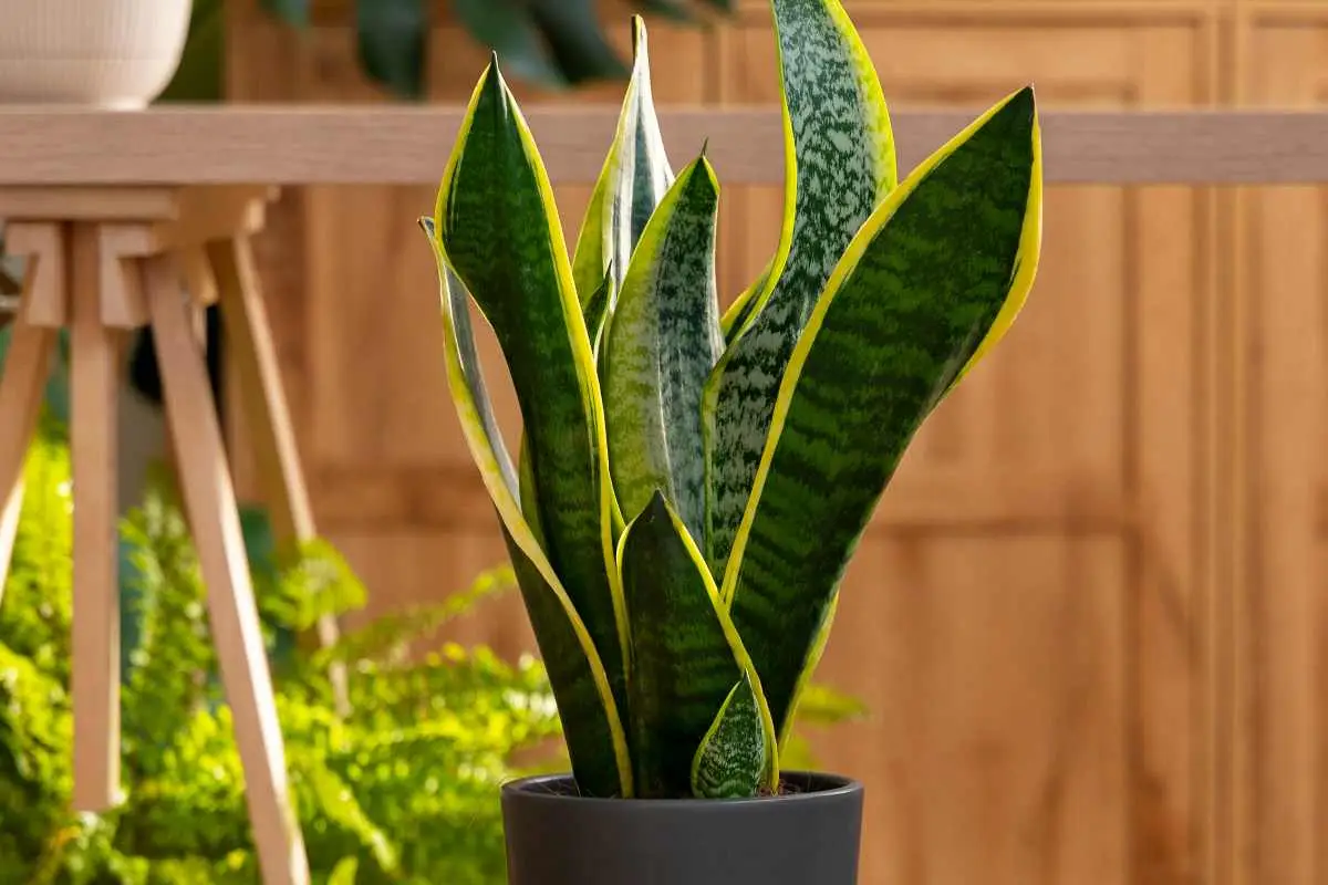 Come scegliere il punto ideale per piantare la sansevieria in casa Come scegliere il punto ideale per piantare la sansevieria in casa
