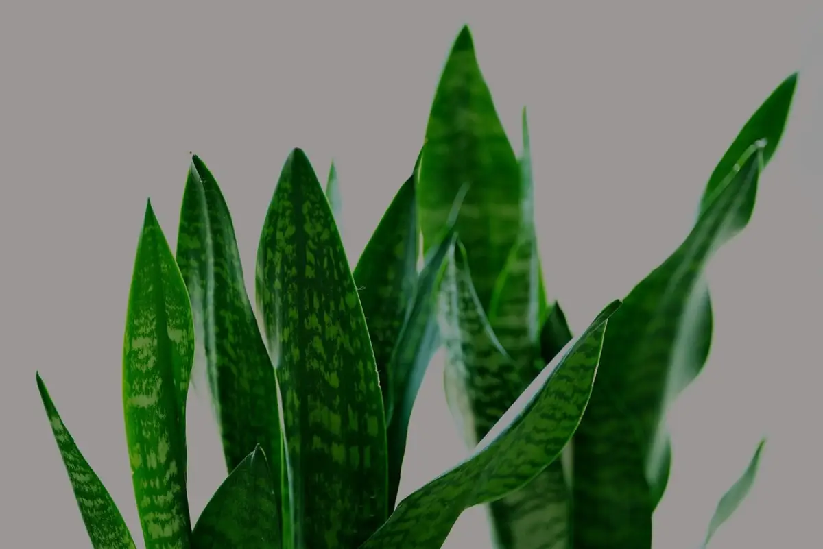 Come scegliere il punto ideale per piantare la sansevieria in casa Come scegliere il punto ideale per piantare la sansevieria in casa