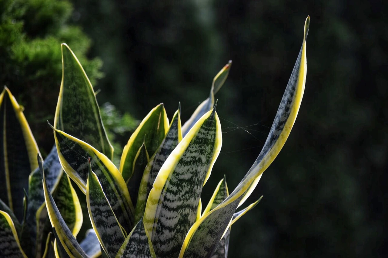 Come scegliere il punto ideale per piantare la sansevieria in casa Come scegliere il punto ideale per piantare la sansevieria in casa