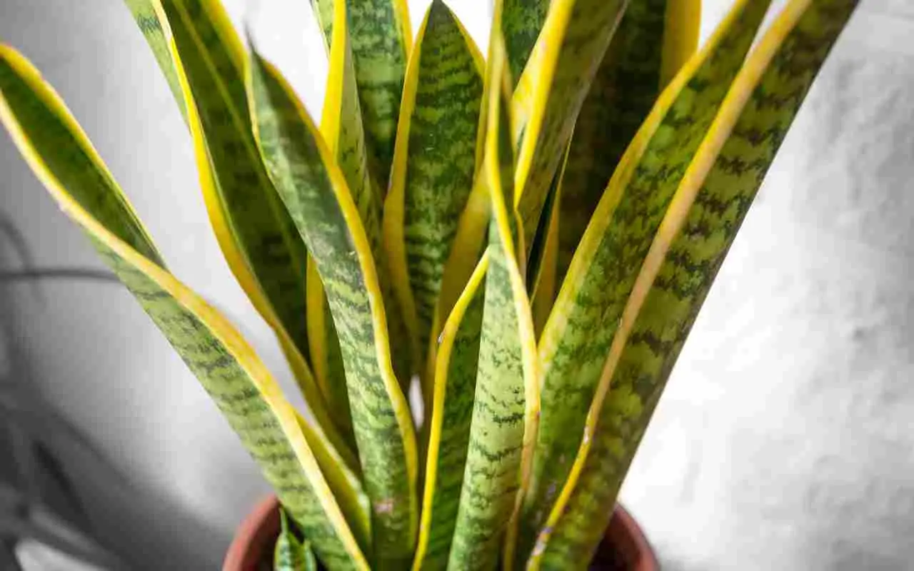 Come scegliere il punto ideale per piantare la sansevieria in casa Come scegliere il punto ideale per piantare la sansevieria in casa
