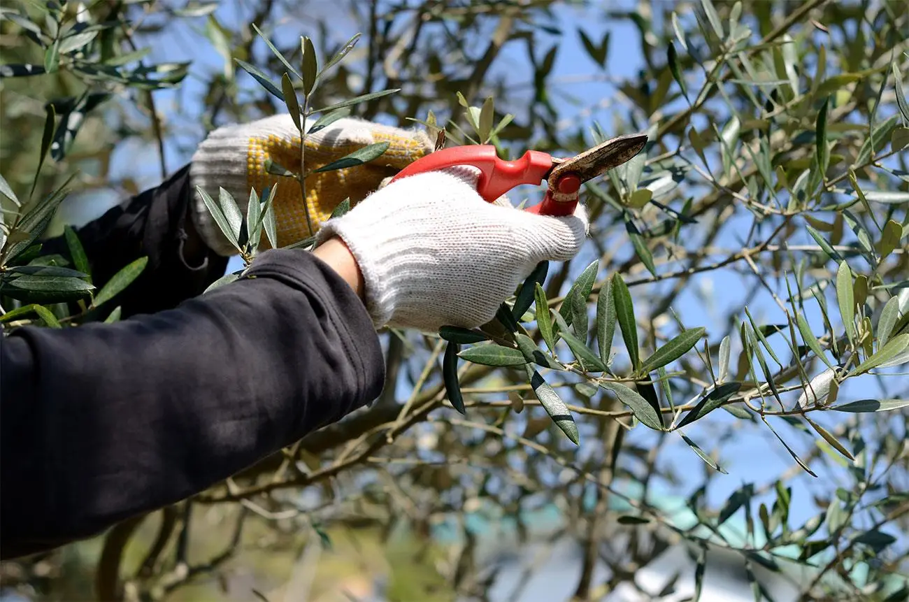 Quando potare l’ulivo per avere una raccolta abbondante in autunno Quando potare l’ulivo per avere una raccolta abbondante in autunno