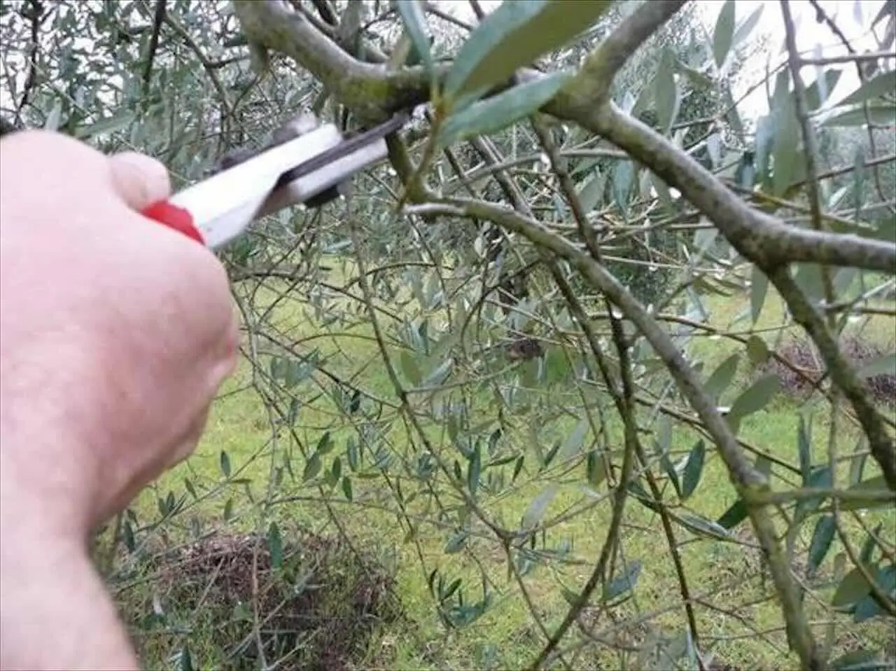Quando potare l’ulivo per avere una raccolta abbondante in autunno Quando potare l’ulivo per avere una raccolta abbondante in autunno
