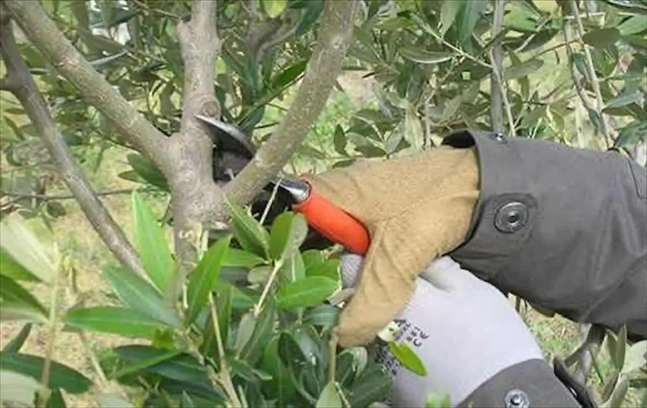 Quando potare l’ulivo per avere una raccolta abbondante in autunno Quando potare l’ulivo per avere una raccolta abbondante in autunno