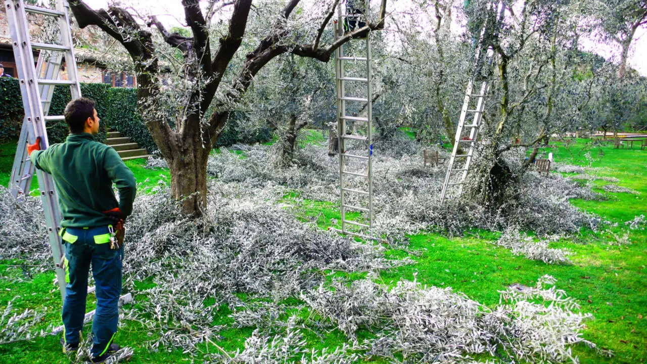 Quando potare l’ulivo per avere una raccolta abbondante in autunno Quando potare l’ulivo per avere una raccolta abbondante in autunno