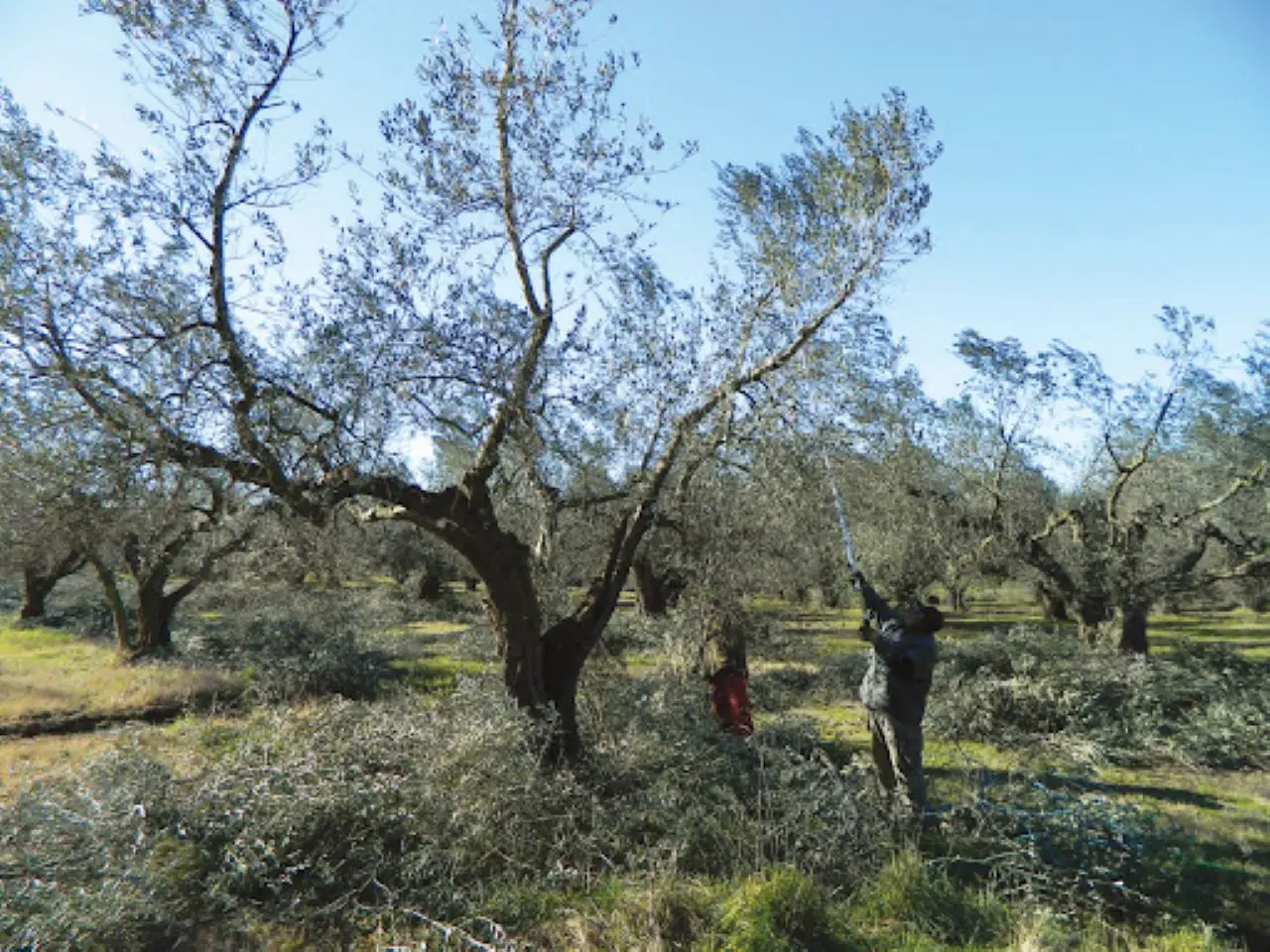 Quando potare l’ulivo per avere una raccolta abbondante in autunno Quando potare l’ulivo per avere una raccolta abbondante in autunno