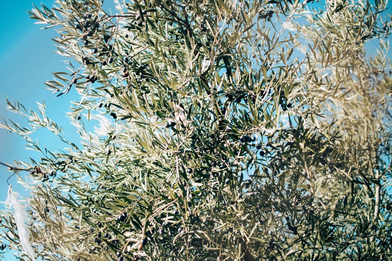 Come stimolare la fioritura dell’ulivo: i consigli degli agronomi Come stimolare la fioritura dell’ulivo: i consigli degli agronomi