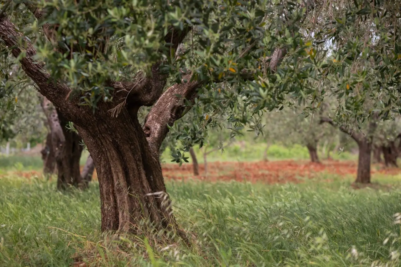 Il trucco per un ulivo più produttivo: da fare entro giugno Il trucco per un ulivo più produttivo: da fare entro giugno