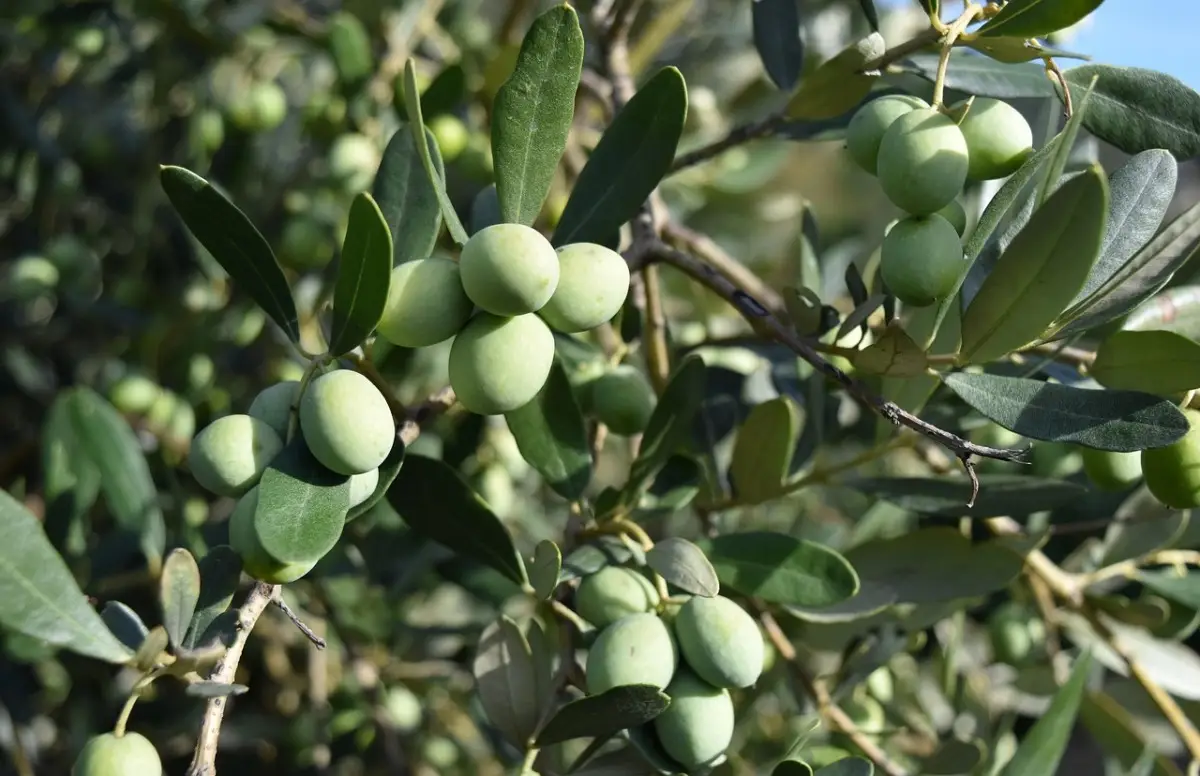 Come aumentare la produzione delle olive: il trucco con la potatura estiva Come aumentare la produzione delle olive: il trucco con la potatura estiva