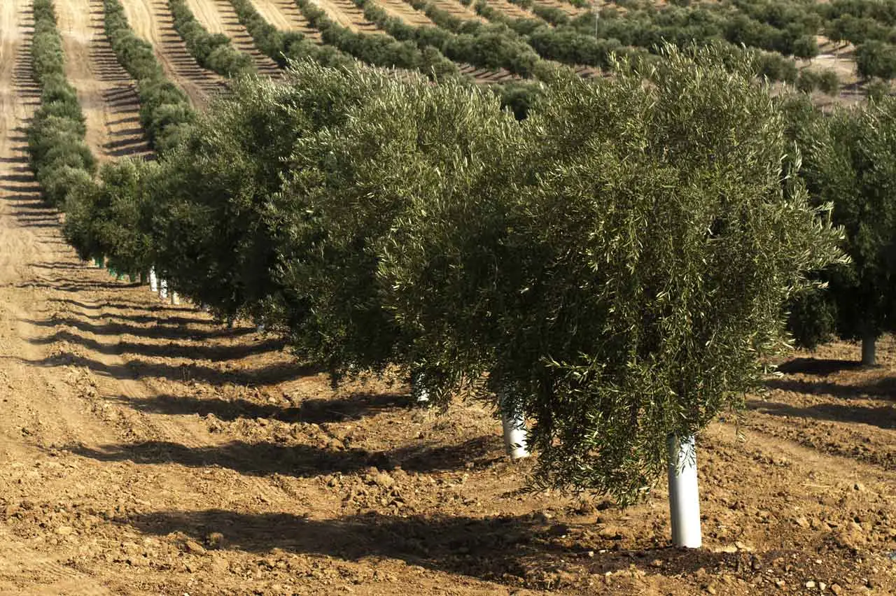 Il segreto per un olivo forte e produttivo: quando e come irrigarlo correttamente Il segreto per un olivo forte e produttivo: quando e come irrigarlo correttamente