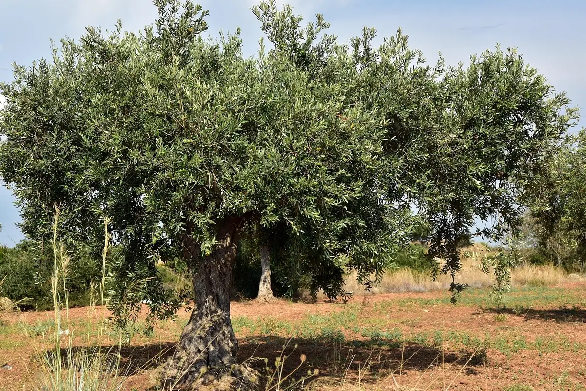 Come proteggere l’ulivo da parassiti e insetti: il rimedio naturale più efficace Come proteggere l’ulivo da parassiti e insetti: il rimedio naturale più efficace