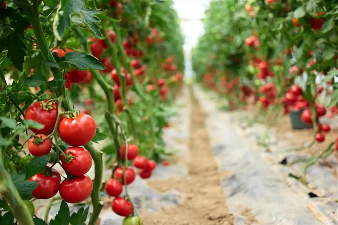 Irrigazione all'alba nei pomodori: il trucco che sorprende a settembre Irrigazione all'alba nei pomodori: il trucco che sorprende a settembre