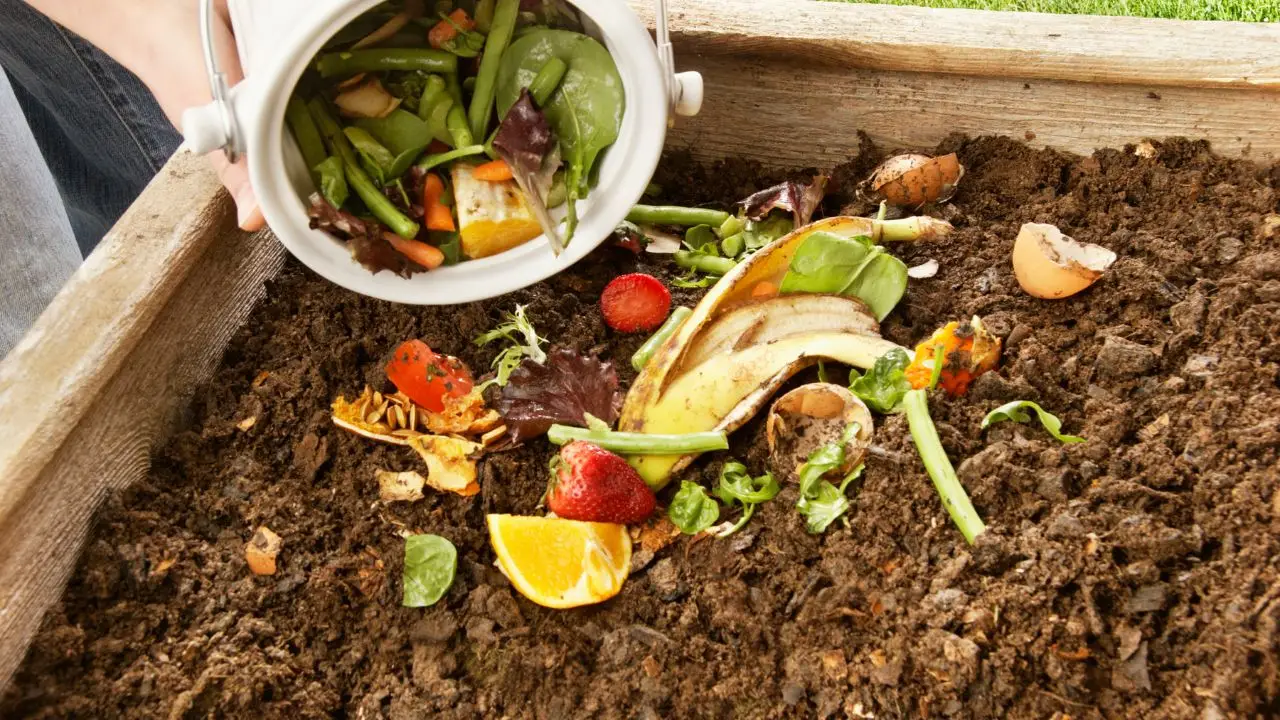 Compost di bucce di patate nell’orto: scopri la tempistica nascosta dai più esperti Compost di bucce di patate nell’orto: scopri la tempistica nascosta dai più esperti
