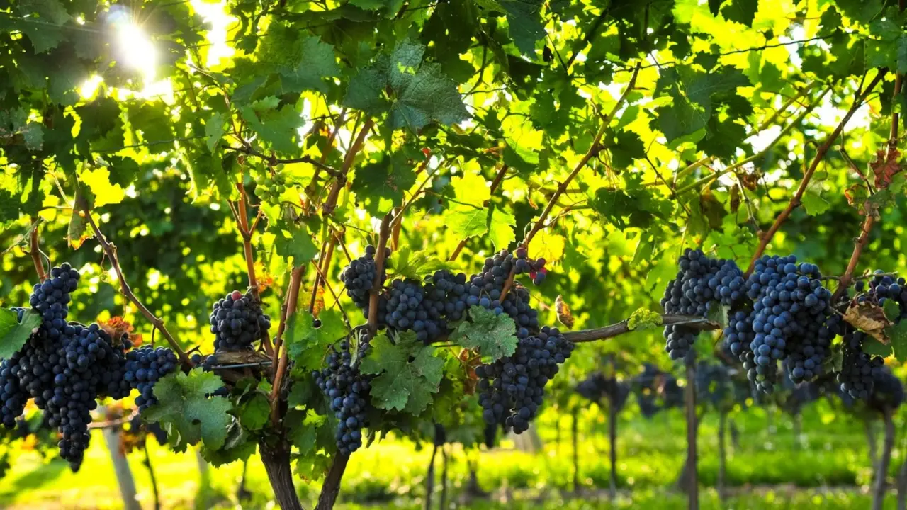 Tralci di vite legati prima delle tempeste: la mossa che cambia la vendemmia Tralci di vite legati prima delle tempeste: la mossa che cambia la vendemmia