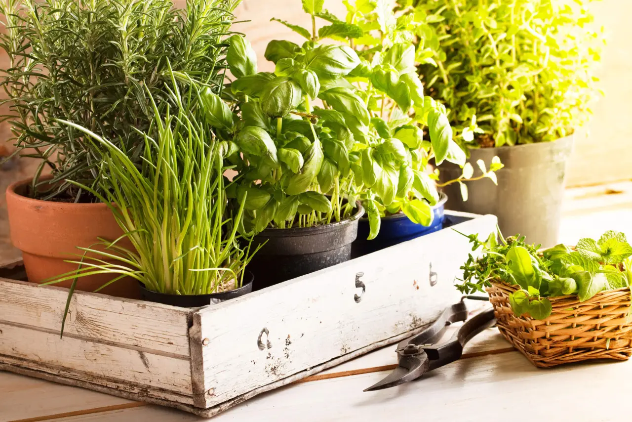 Piante aromatiche sul davanzale? Il momento chiave per ottenere un raccolto più ricco Piante aromatiche sul davanzale? Il momento chiave per ottenere un raccolto più ricco