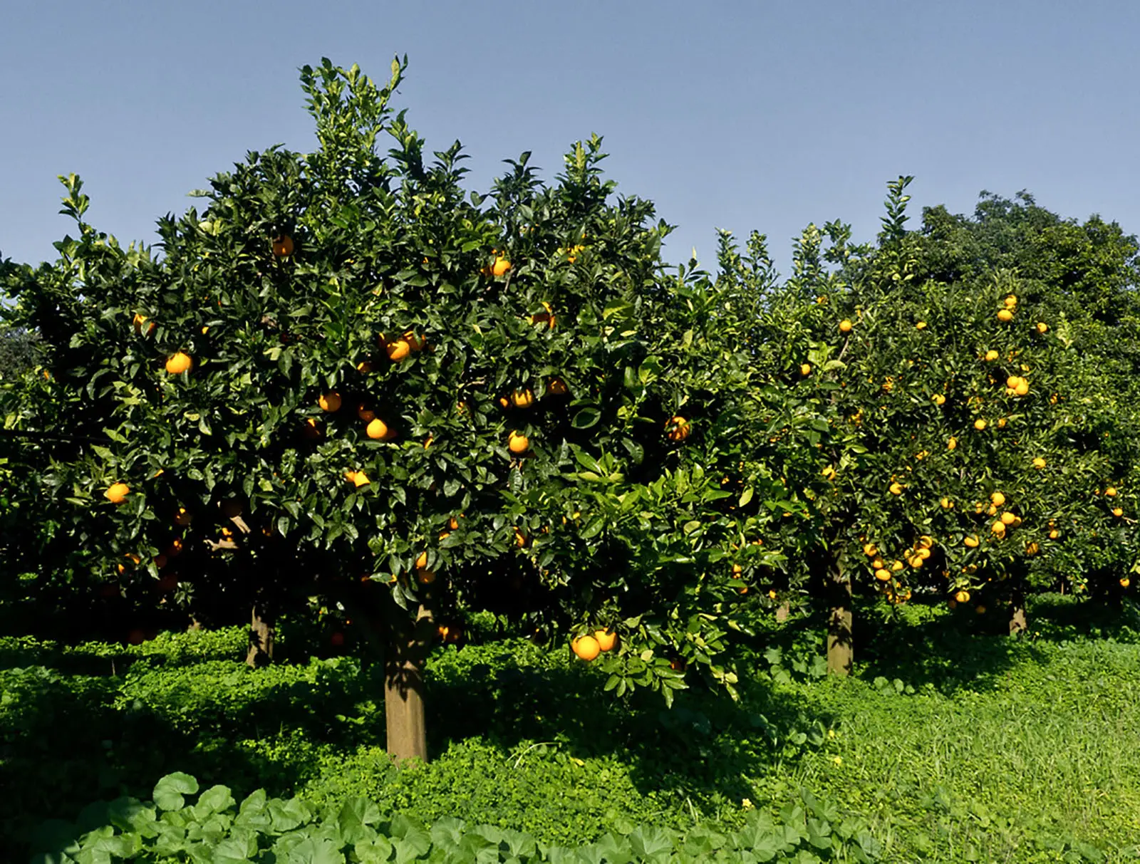 Alberi da frutto nel piccolo giardino: scopri ora il dettaglio che cambia la produzione Alberi da frutto nel piccolo giardino: scopri ora il dettaglio che cambia la produzione