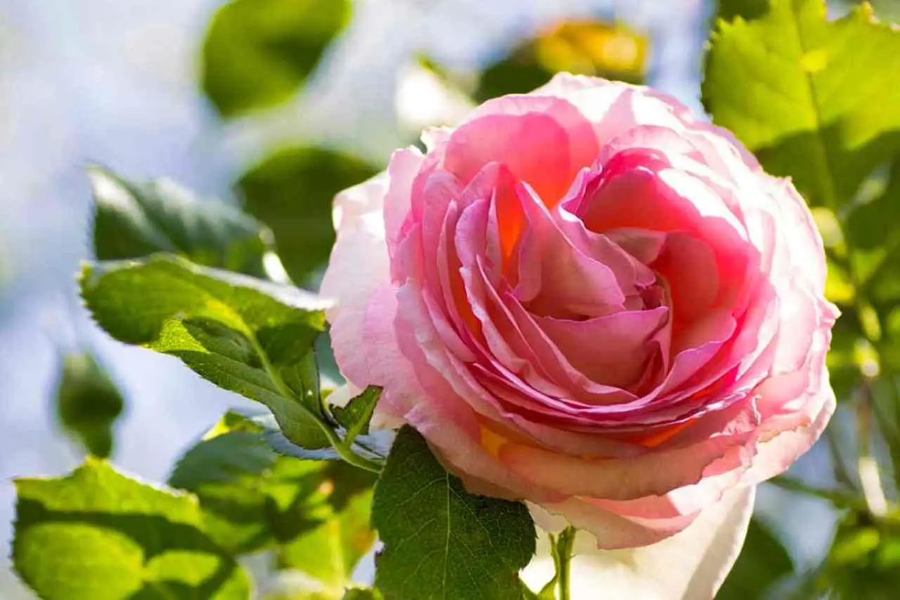 Rose sul terrazzo: qual è la mossa da non rimandare per vedere più boccioli a luglio Rose sul terrazzo: qual è la mossa da non rimandare per vedere più boccioli a luglio