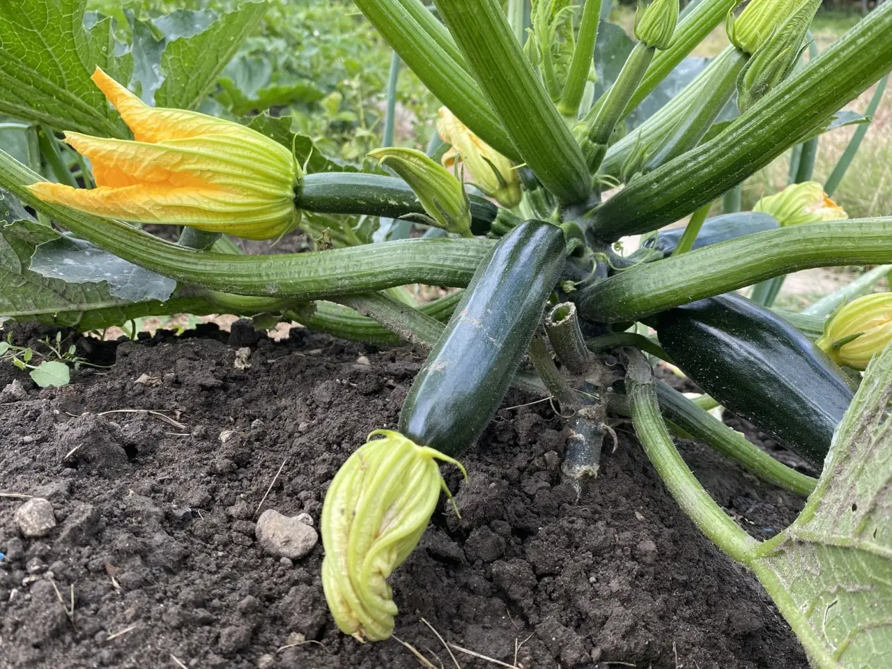 Metti questo sulle zucchine nell’orto di casa: il passaggio segreto per rendere tutto più abbondante Metti questo sulle zucchine nell’orto di casa: il passaggio segreto per rendere tutto più abbondante