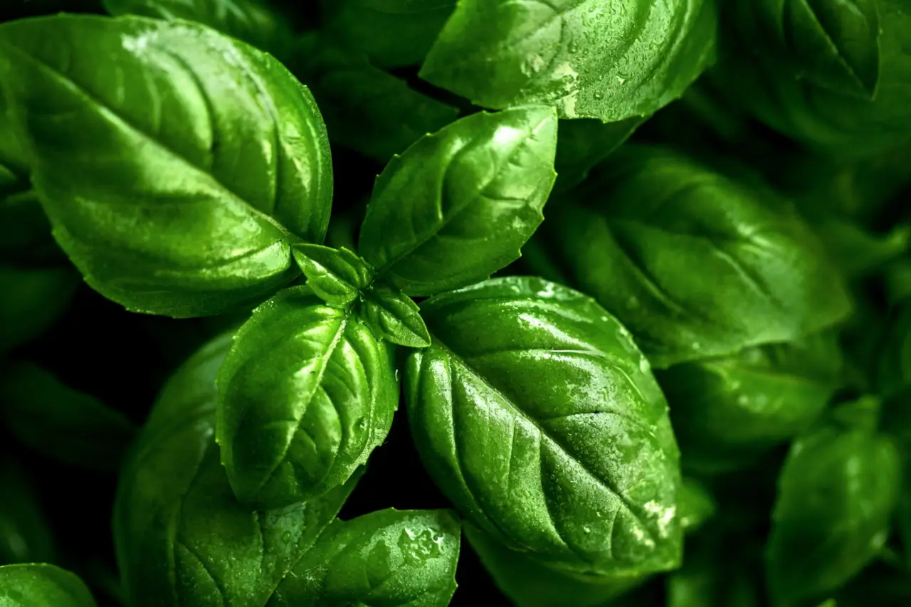 Semi di basilico in cucina: agisci così adesso per risultati fuori dall’ordinario Semi di basilico in cucina: agisci così adesso per risultati fuori dall’ordinario