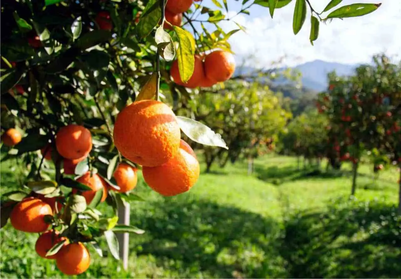 Scopri il trucco naturale che fa triplicare i frutti sul tuo albero da frutto Scopri il trucco naturale che fa triplicare i frutti sul tuo albero da frutto