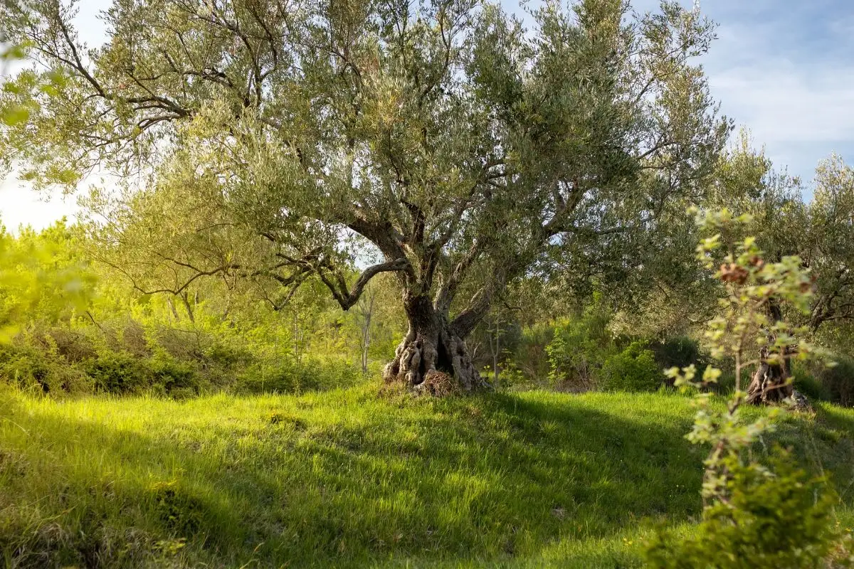 Evita l’errore che blocca la fioritura dell’olivo: cosa fare subito in giardino Evita l’errore che blocca la fioritura dell’olivo: cosa fare subito in giardino
