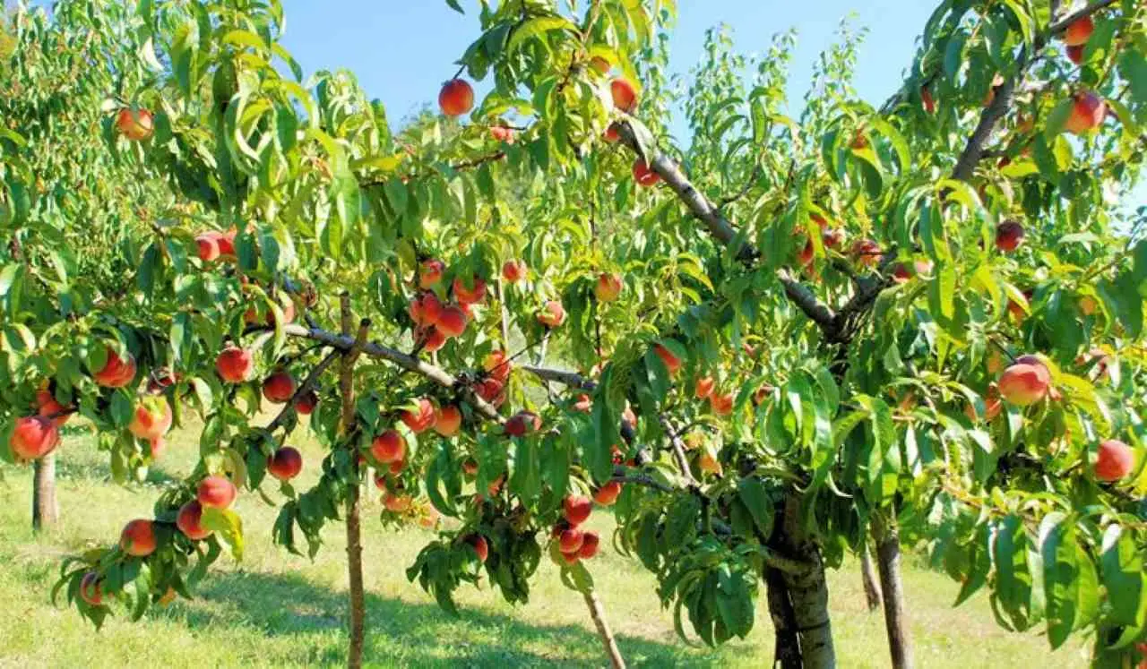 Non commettere questo sbaglio comune e salva il raccolto di pesche e albicocche Non commettere questo sbaglio comune e salva il raccolto di pesche e albicocche