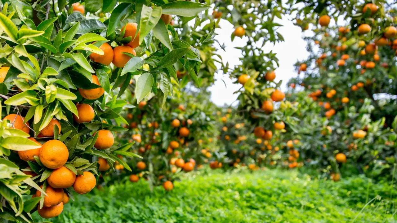 Scopri i segnali nascosti che indicano uno sviluppo anomalo nelle tue piante da frutto Scopri i segnali nascosti che indicano uno sviluppo anomalo nelle tue piante da frutto