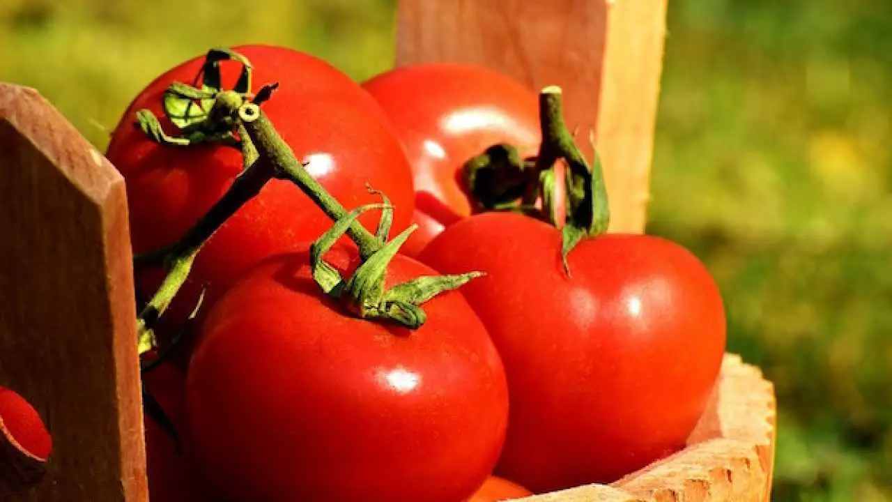 Vuoi più pomodori sani? Ecco il segreto naturale per evitare sprechi e insuccessi Vuoi più pomodori sani? Ecco il segreto naturale per evitare sprechi e insuccessi