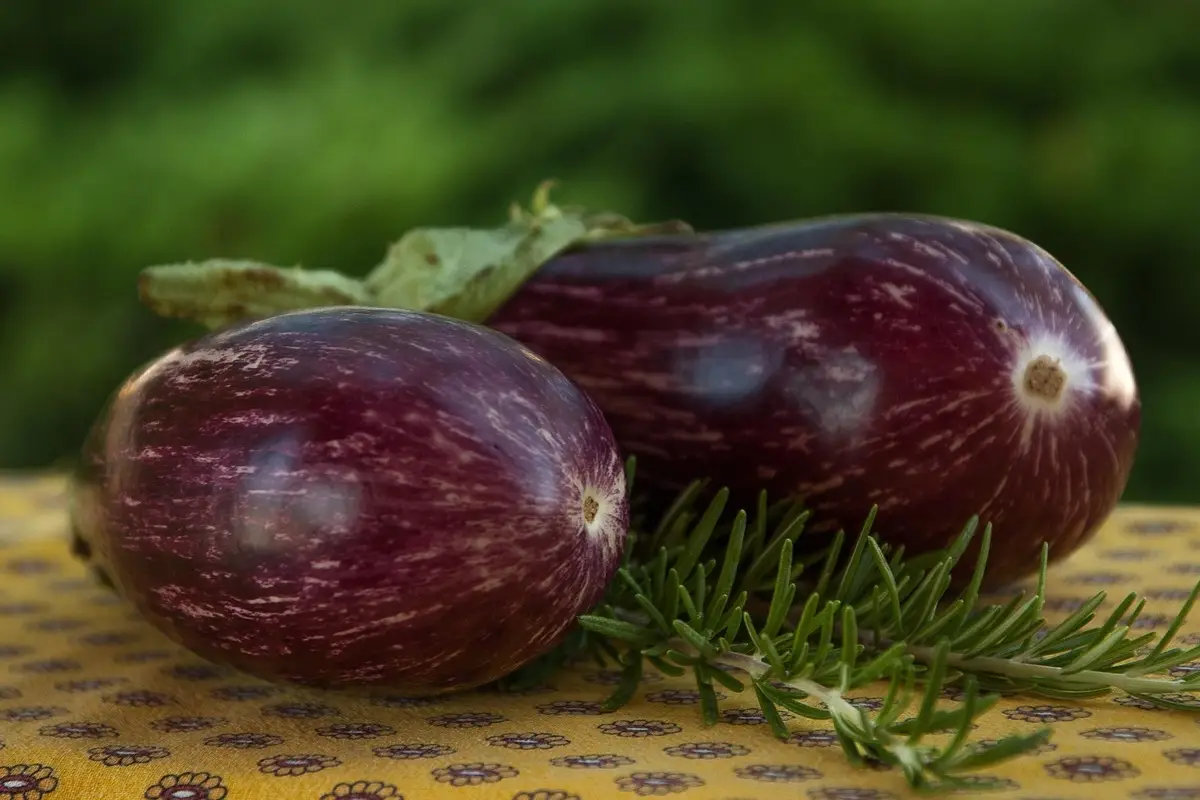 Hai mai provato questa soluzione naturale contro i parassiti delle melanzane? Funziona veramente Hai mai provato questa soluzione naturale contro i parassiti delle melanzane? Funziona veramente
