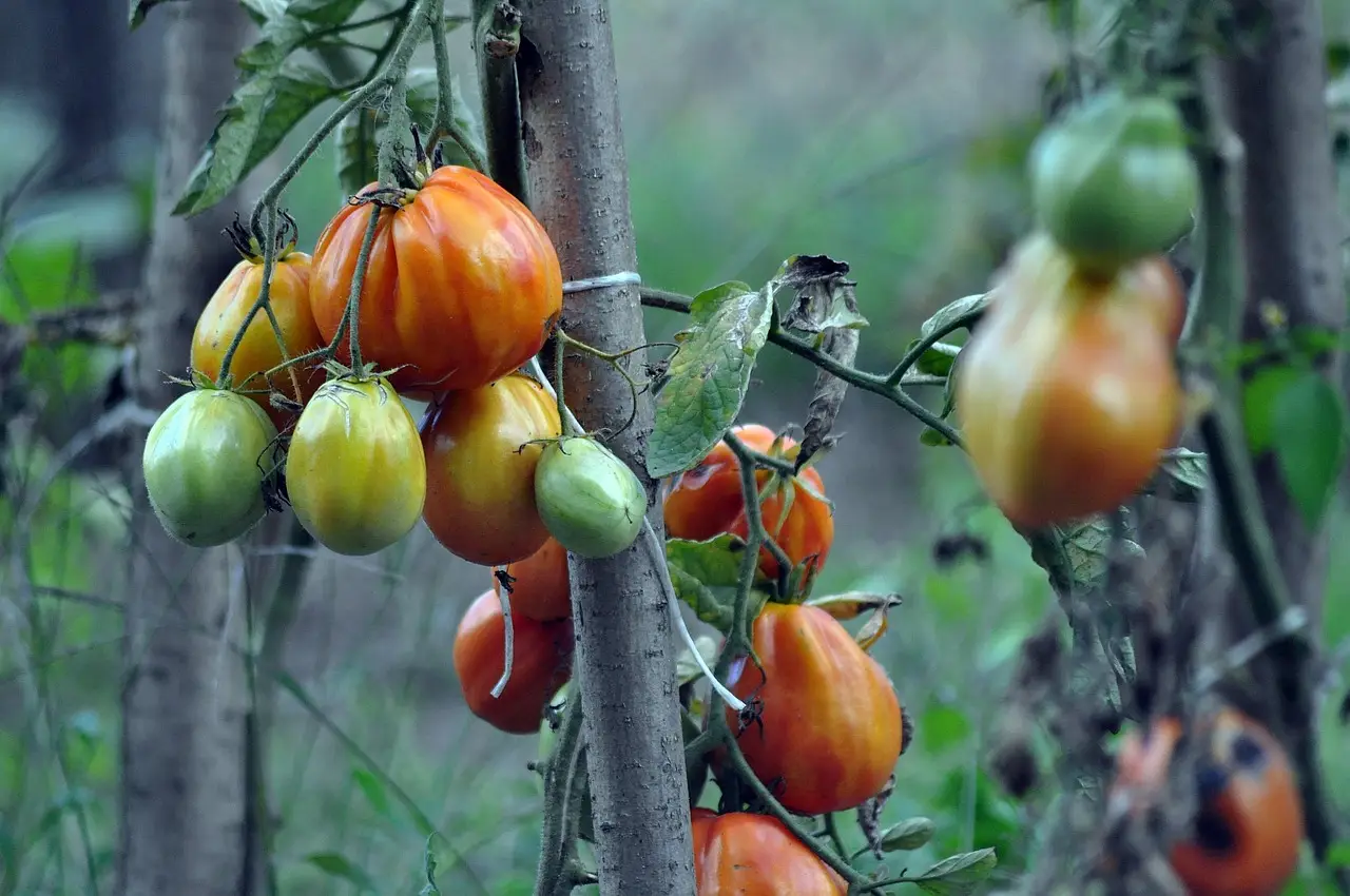 Come riconoscere i segnali nascosti di carenza nutritiva nei pomodori? Come riconoscere i segnali nascosti di carenza nutritiva nei pomodori?