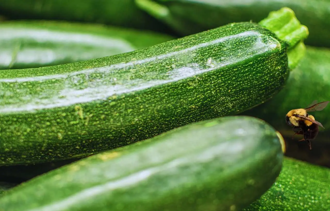 Prova questa tecnica antica per aumentare la resa delle tue zucchine con risultati immediati Prova questa tecnica antica per aumentare la resa delle tue zucchine con risultati immediati