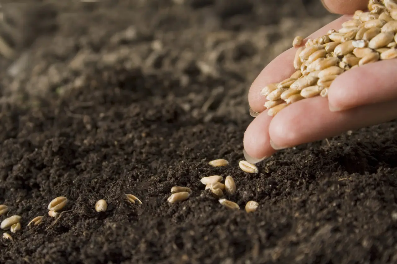 Quando seminare le verdure? Ecco la risposta dell'esperto Quando seminare le verdure? Ecco la risposta dell'esperto