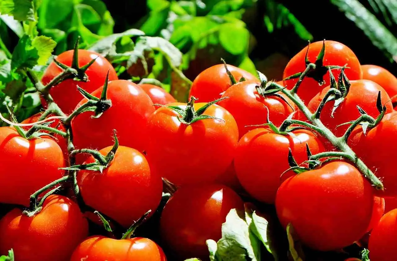 Scopri il trucco poco noto per ottenere pomodori da balcone ricchi e saporiti subito Scopri il trucco poco noto per ottenere pomodori da balcone ricchi e saporiti subito